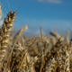 The Plan to Feed the World by Hacking Photosynthesis
